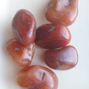 Cornaline XL - Brésil